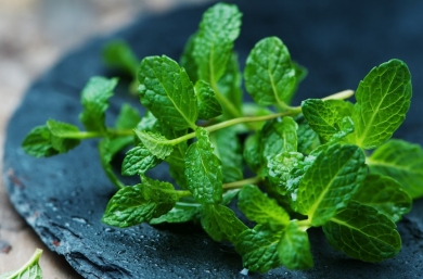 Le parfum de menthe